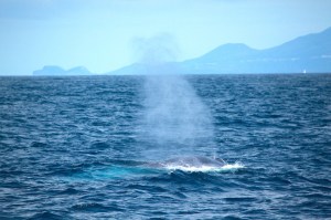 Blue whale south of Faial