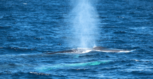 Fin whale x 2