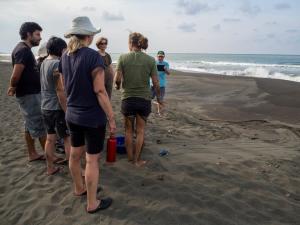 Training to release hatchlings