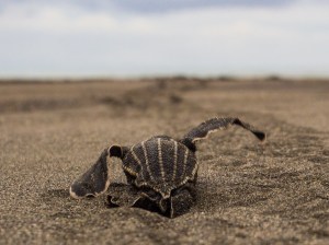 Hatchling with deformed carapace