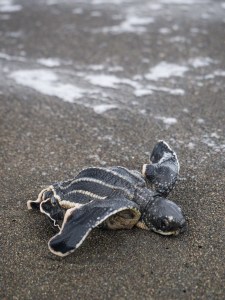 Hatchling with deformed carapace