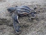 Hatchling with deformed carapace