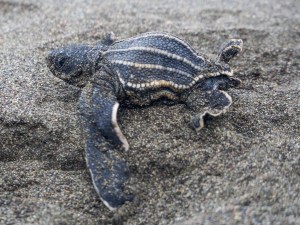 Hatchling with deformed carapace