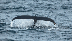 Humpback showing the fluke