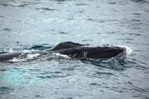 Humpback whale