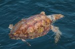 Loggerhead turtle