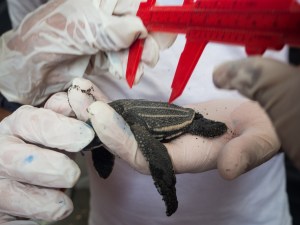 Measuring a hatchling