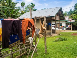 Tanjung Belt village and Mico the rescued agile gibbon