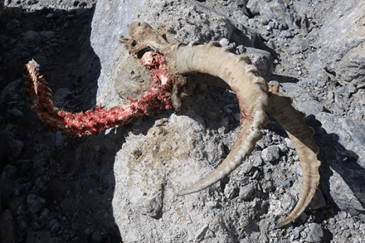 Ibex killed by a snow leopard
