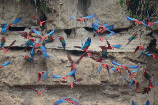 Macaws flying off the colpa