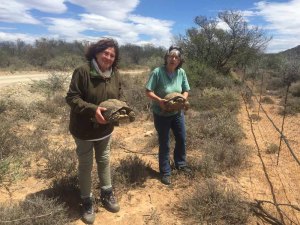 Two tortoises rescued