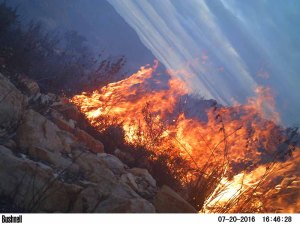 Bush fire caught on camera trap
