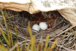 Cape rockjumper nest