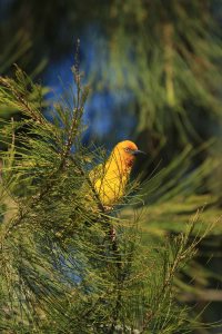 Cape weaver