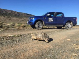 Heading for the fence