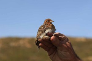 Hottentot buttonquail