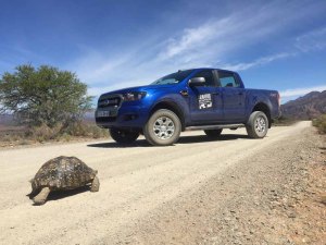 Leopard tortoises prefer Fords ;)