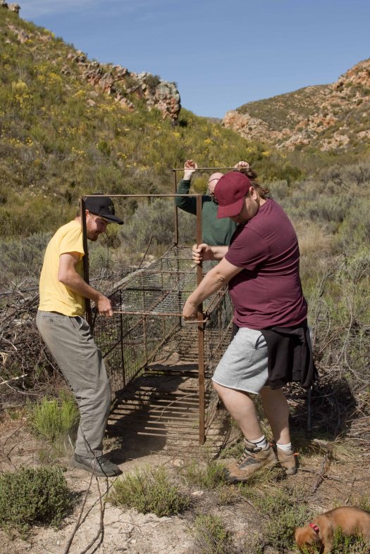 leopard-trap-relocation