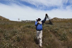 Michael setting nets