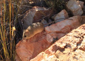 Namaqua rock mouse