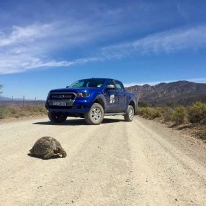 Why did the tortoise cross the road