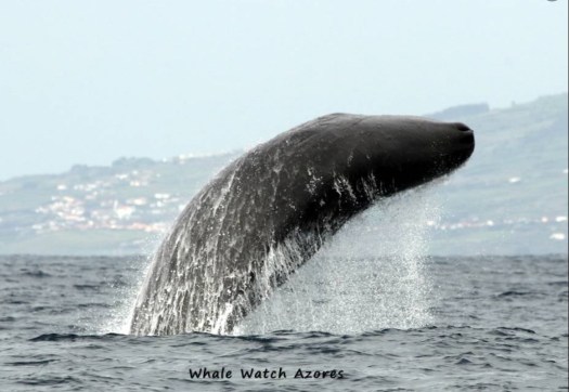 breeching_spermwhales