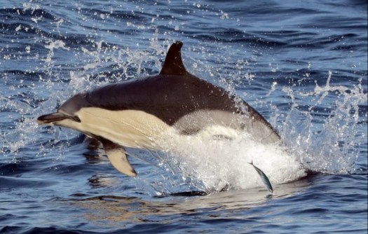 Commondolphin