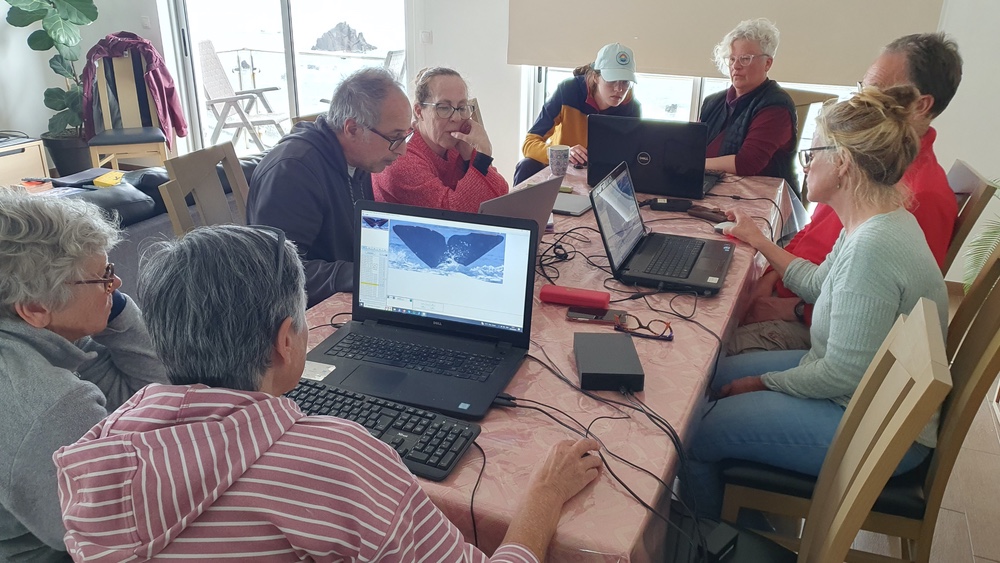 A group of people sitting around a table with laptops open, which show whale flukes