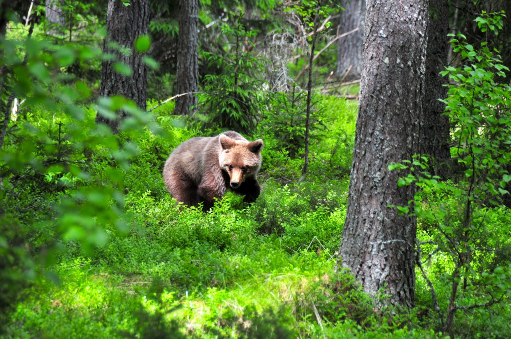 A brown bear in a forest