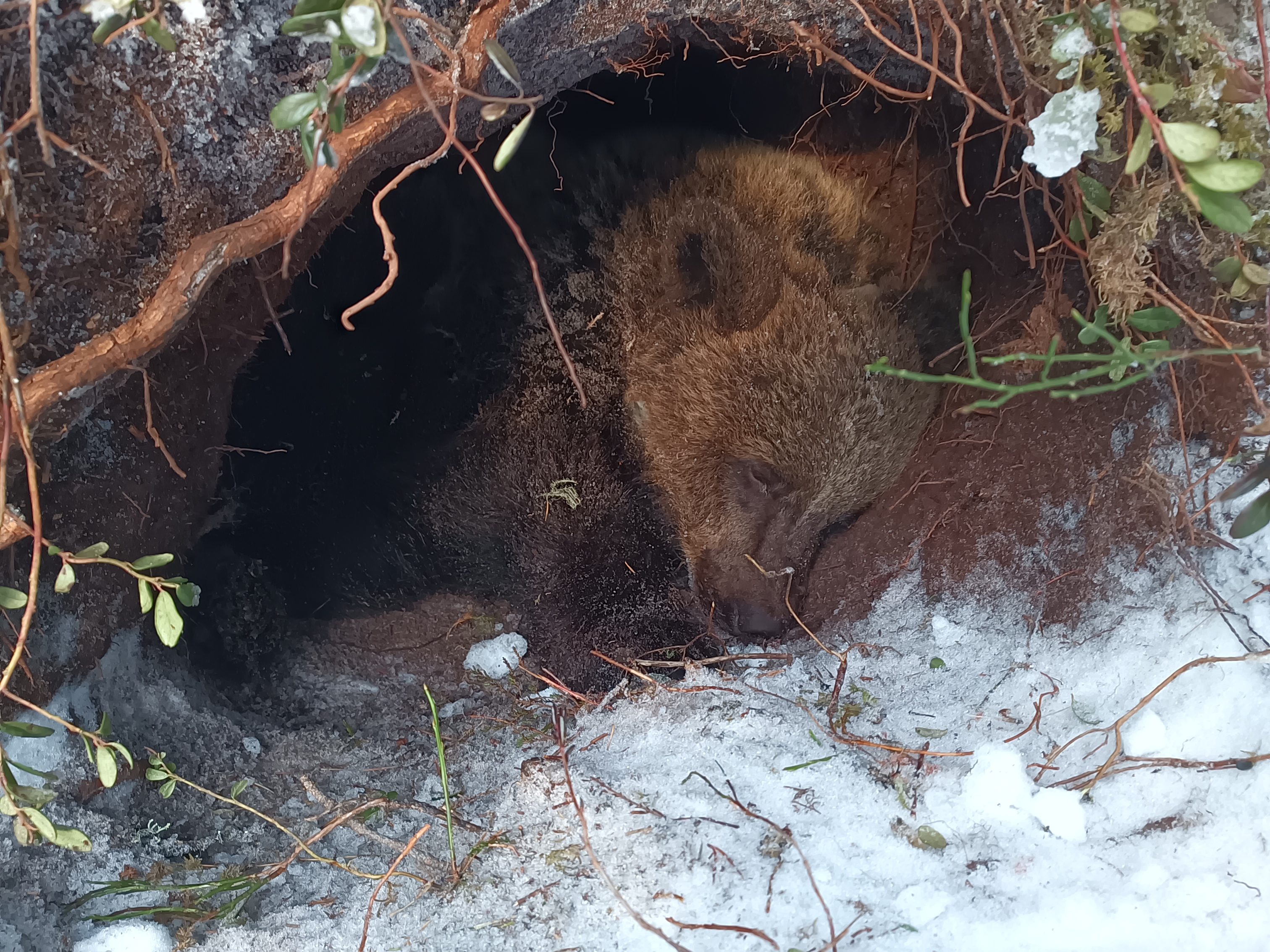 Hibernating brown bear in its den