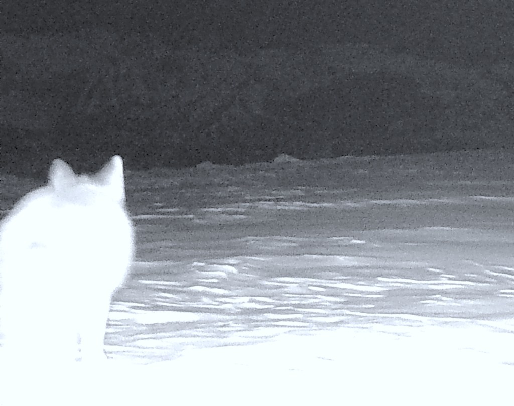 Wolf in the snow caught by camera trap
