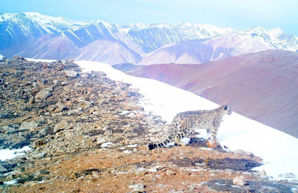 A snow leopard on a ridge overlooking snowy mountains