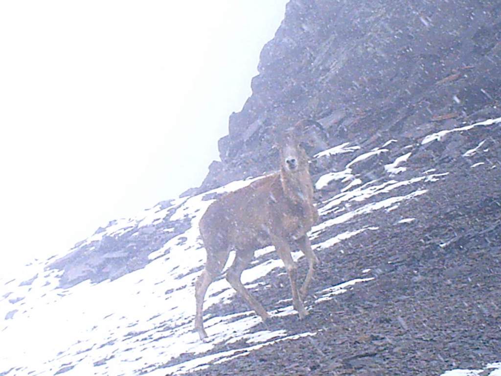 Argali caught by camera trap