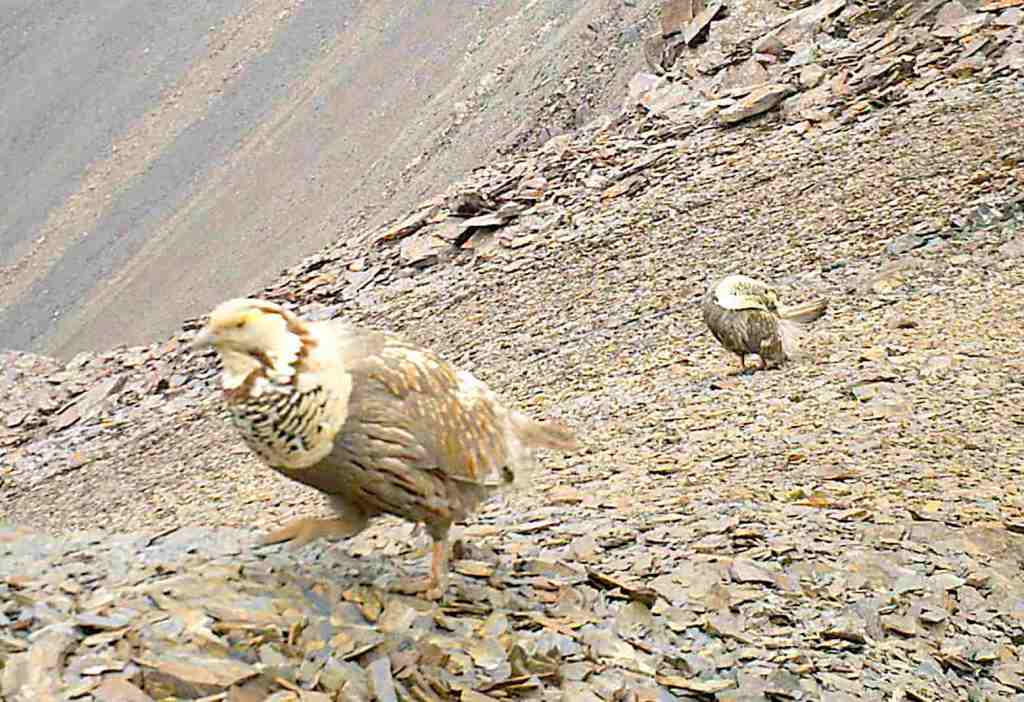 Smow cock caught by camera trap