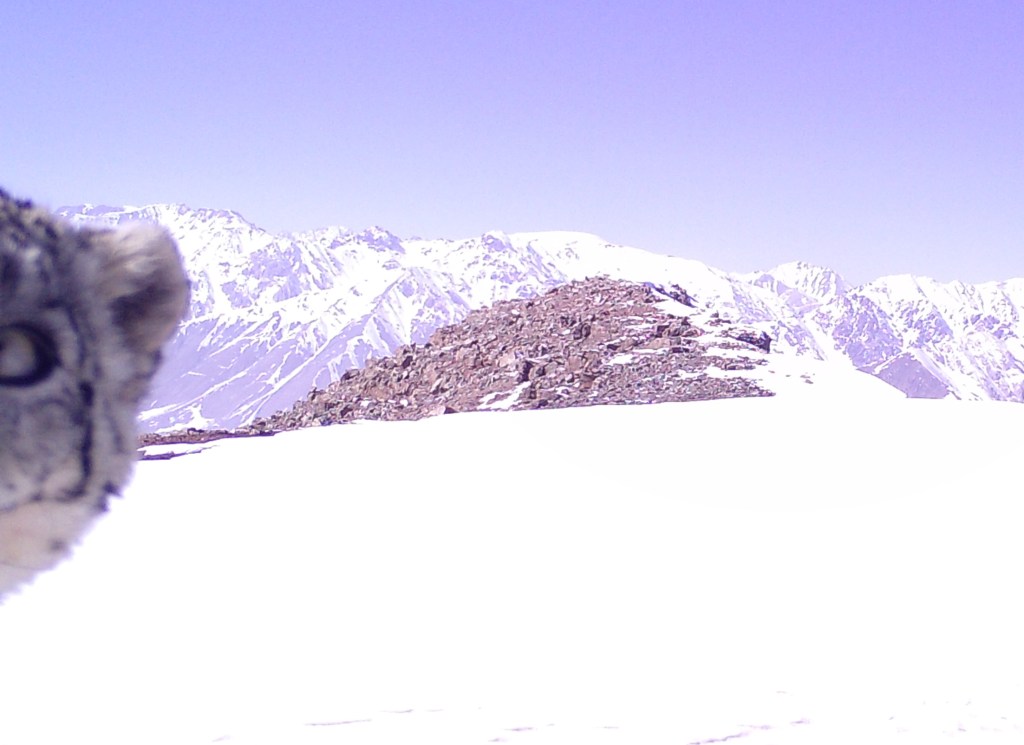 Smow leopard caught by camera trap