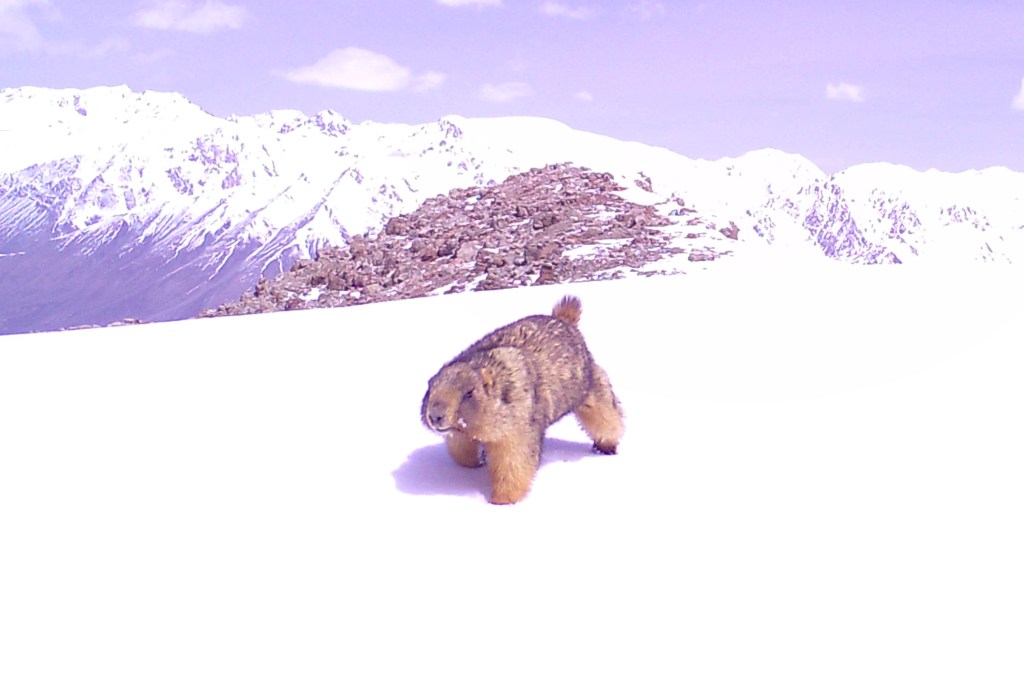 Marmot caught by camera trap