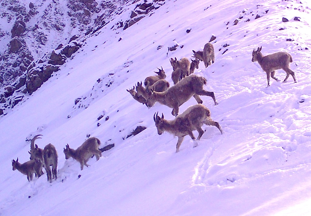 Ibex caught by camera trap