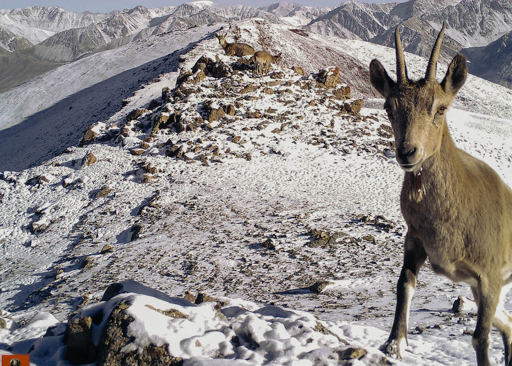 Ibex caught by camera trap