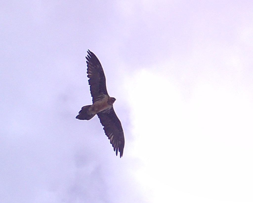 Bearded vulture caught by camera trap