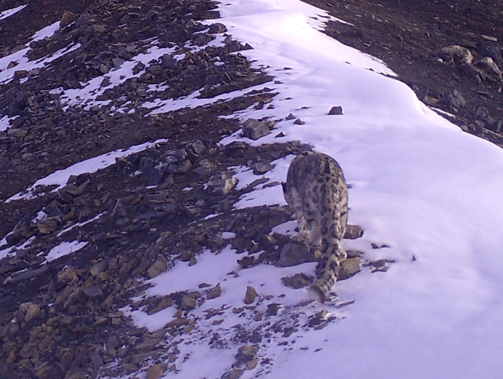 Smow leopard caught by camera trap