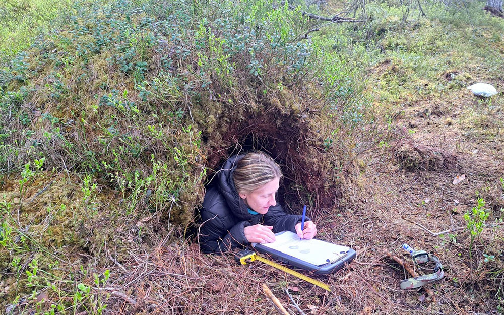 A female Biosphere Expeditions citizen scientist investigating and measuring a bear den in Sweden