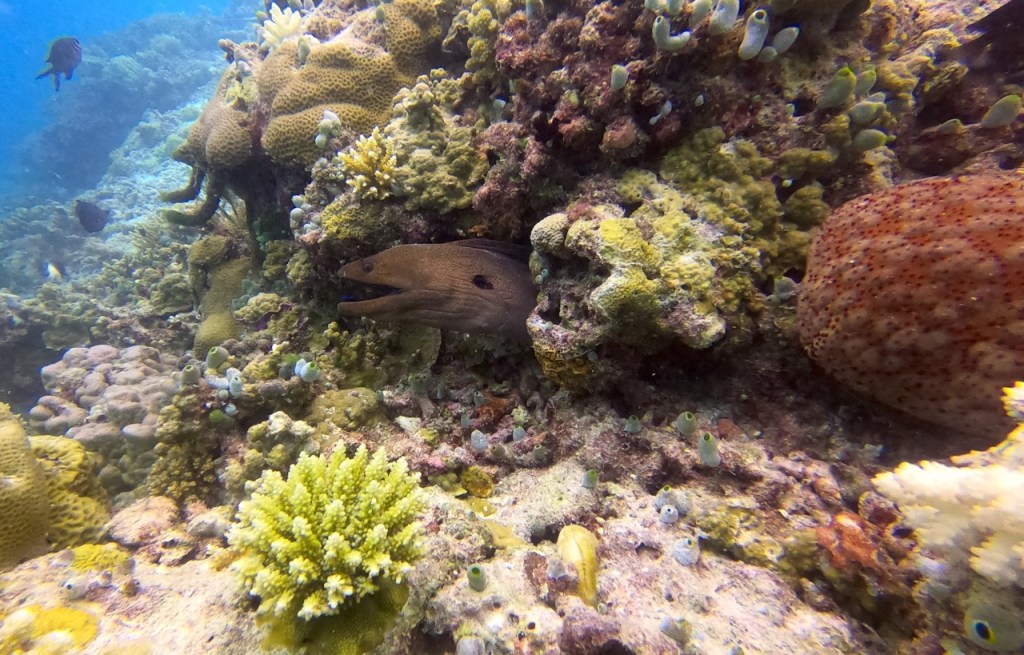 A colourful reef with a moray eel hiding inside