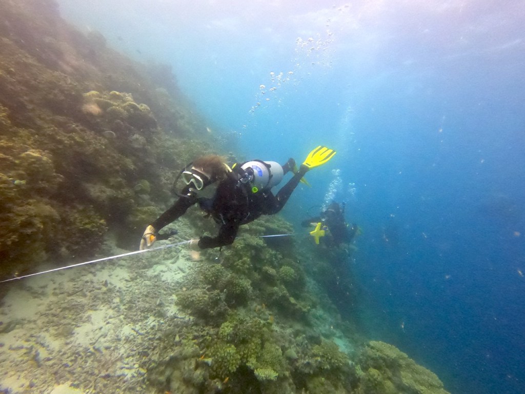 Two divers above a reef, one of them with a tape reel