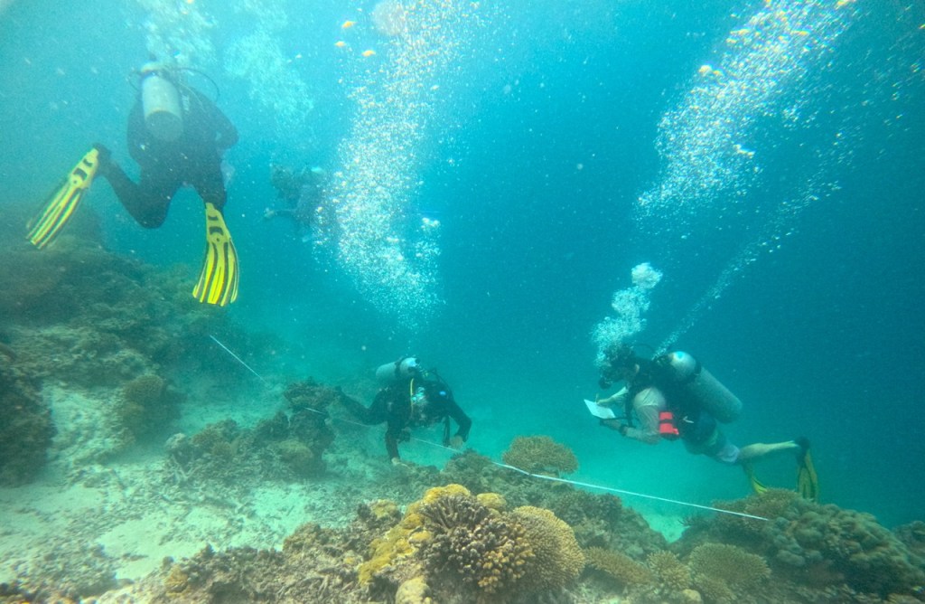 Four divers, a reef and a white transect tape
