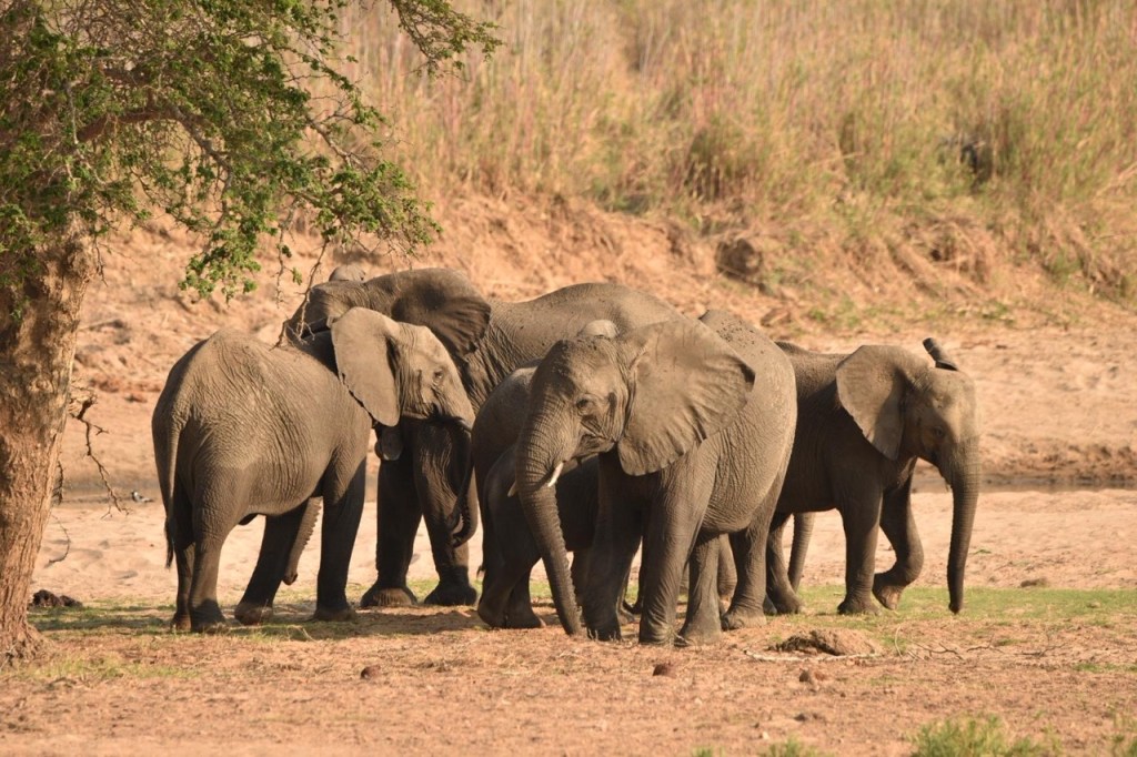 A group of elephants stands close to each other in a dry plain