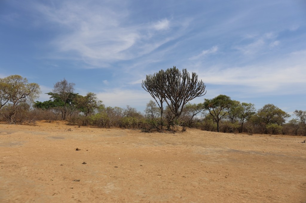 Blue sky, trees and dry soil in a hot environment