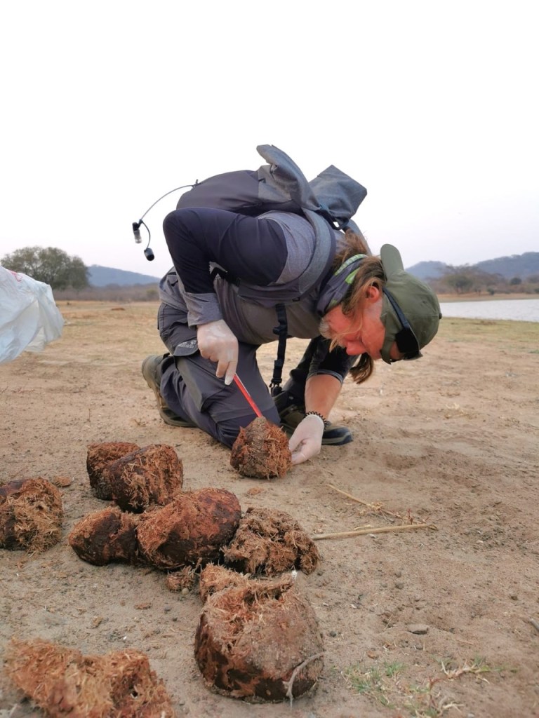 A man leans over a large elephant dropping and measures it with a tape measure
