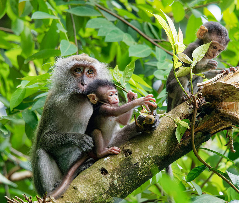 An adult monkey with 2 young ones sitting on a thick tree branch with greenery in the background
