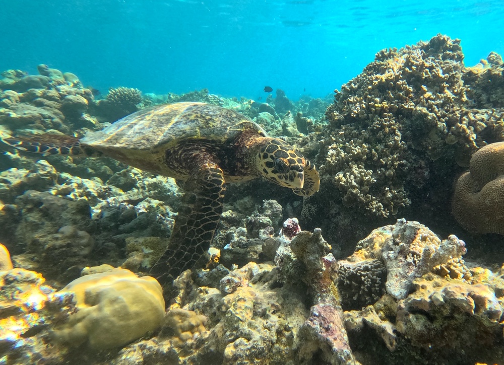 A turtle on a reef