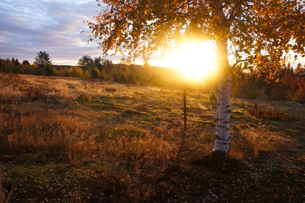Sunset behind a meadow and a birch tree